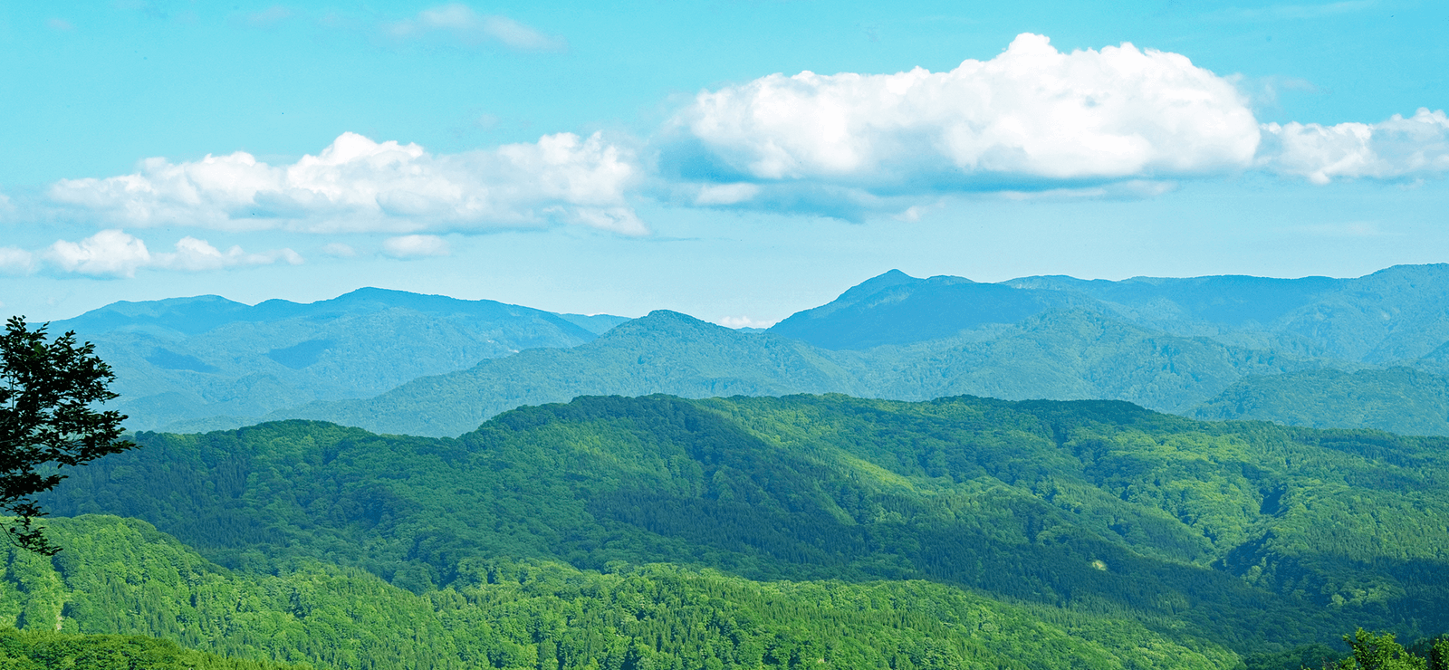 白神山地 新緑の山々