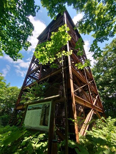 森の中に建てられた鉄骨の塔の写真