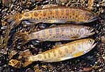 茶色の斑のある小魚が土上に3匹並べられている写真