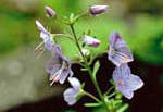 白と紫の色合いをした小花の写真