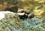 水辺の岩の上に乗っかった上部が灰色で下部が白色の蛙の写真