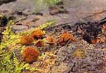 丸い茶色の植物の実が複数地面に転がっている写真