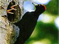 黒い体色のキツツキが、木の穴の中にいる2匹の雛の前で留まっている写真